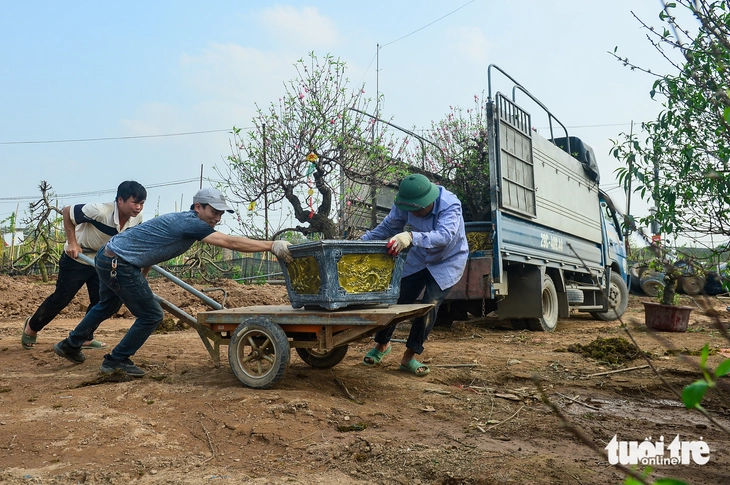 làng đào Nhật Tân - Ảnh 5.