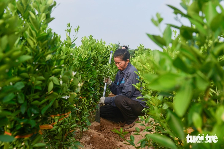 làng đào Nhật Tân - Ảnh 11.