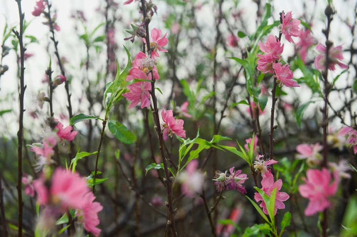 làng đào Nhật Tân - Ảnh 2.