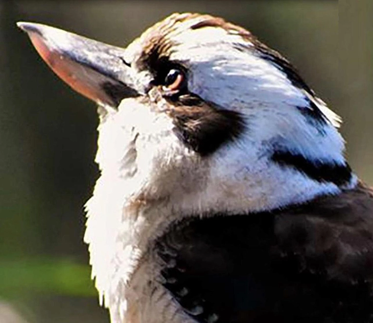 Bạn thấy chim hay dê trước? Câu trả lời tiết lộ bạn độc lập hay kiên cường - Ảnh 1.