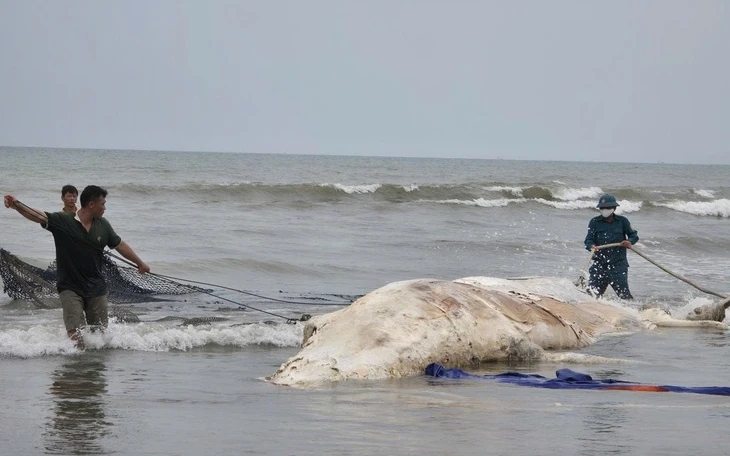 Cá voi nặng khoảng 2 tấn dạt vào bờ biển Đắk Lắk - Ảnh 2.