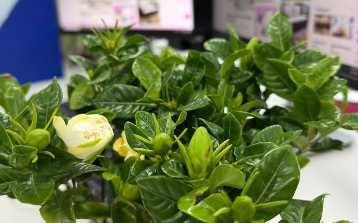 'Chú khỉ cô đơn' Punch chính thức có bạn gái - Ảnh 3.