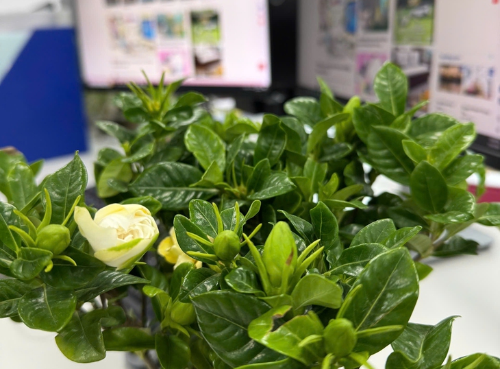 Hoa dành dành là hoa gì mà 'gây nghiện' từ câu hát đến việc tìm mua? - Ảnh 3.