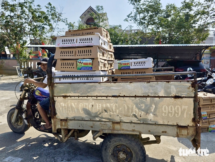 gà giống - Ảnh 6.