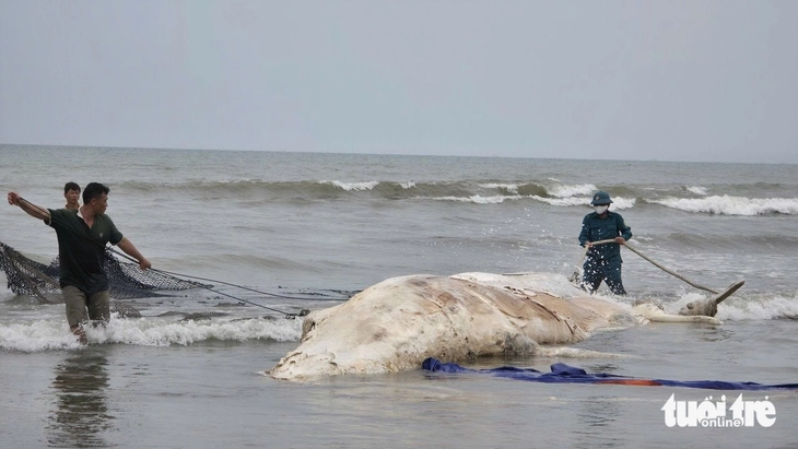 Xác cá voi hơn 5 tấn dạt vào bờ biển Nghệ An - Ảnh 1. cá voi - Ảnh 1.