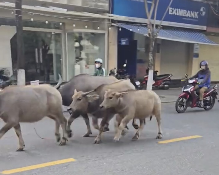 cầu Rồng - Ảnh 2.