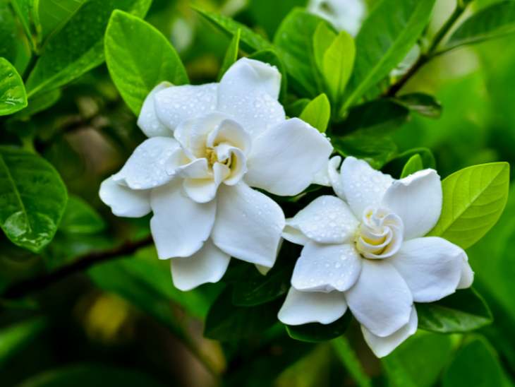 hoa dành dành - Ảnh 2.