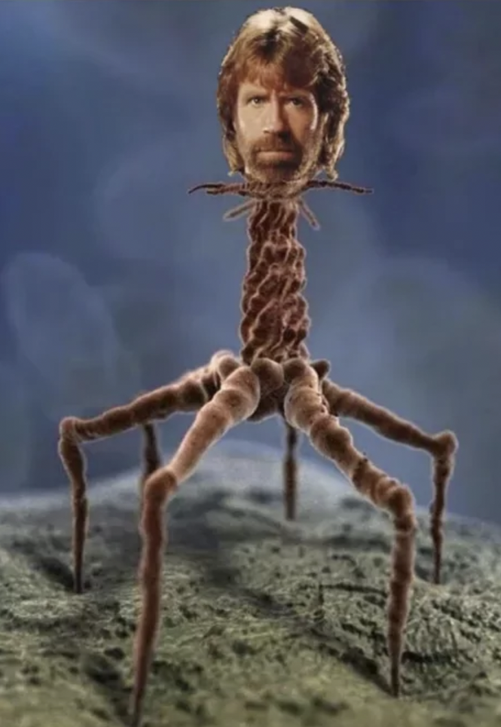 Chuck Norris - Ảnh 3.