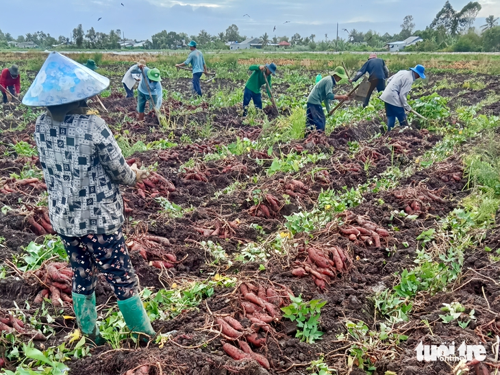 Khoai lang tăng 3.000-4.000 đồng/kg, nông dân An Giang thu lợi nhuận trăm triệu - Ảnh 1.