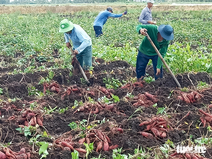 Khoai lang tăng 3.000-4.000 đồng/kg, nông dân An Giang thu lợi nhuận trăm triệu - Ảnh 3.
