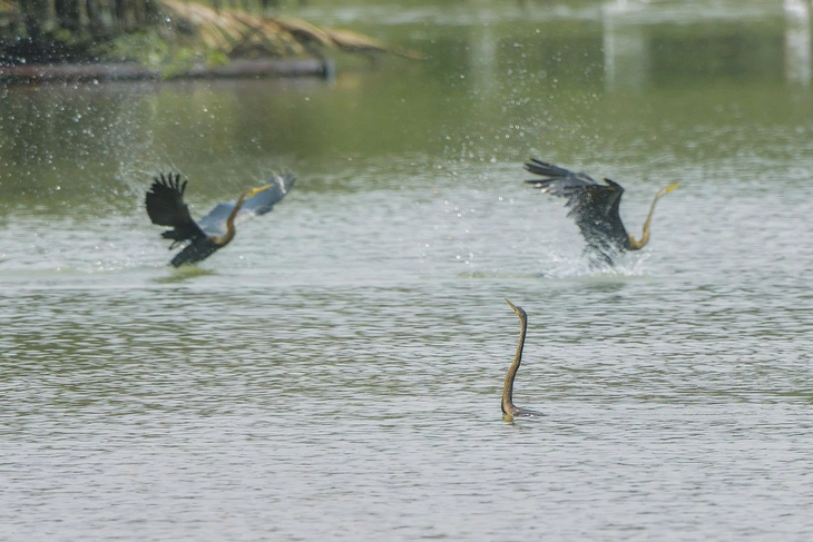 chim cổ rắn - Ảnh 10.