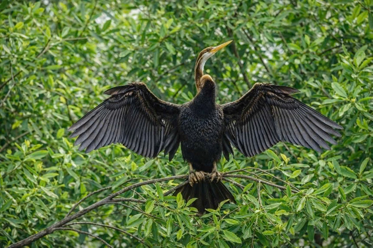 chim cổ rắn - Ảnh 4.