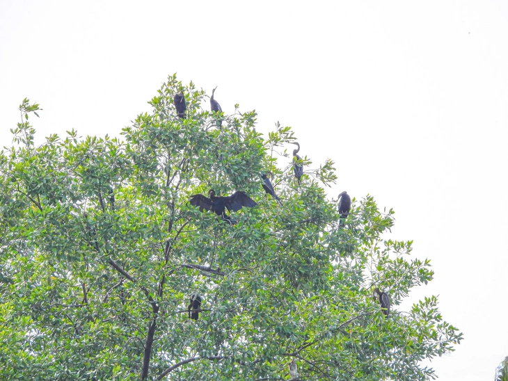 chim cổ rắn - Ảnh 3.