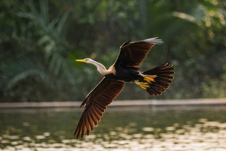 chim cổ rắn - Ảnh 5.