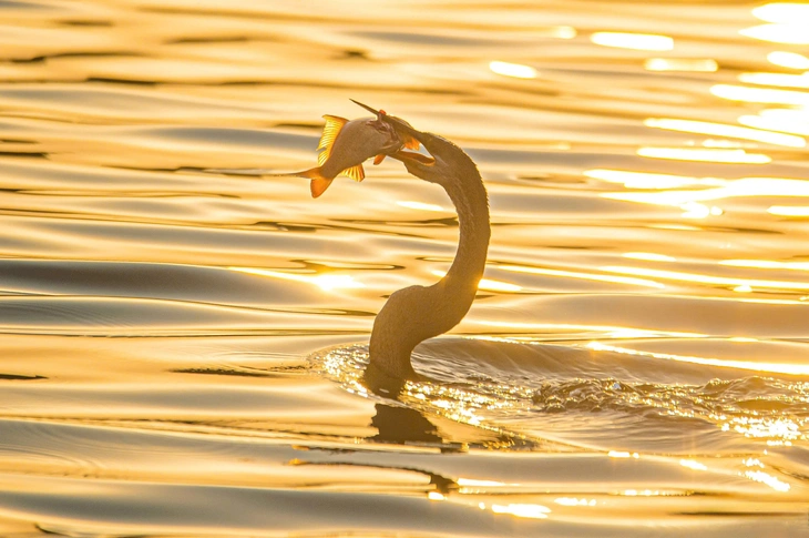 chim cổ rắn - Ảnh 6.