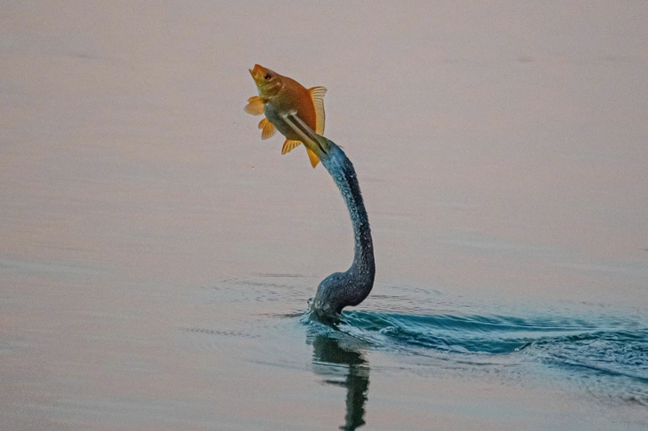 chim cổ rắn - Ảnh 7.