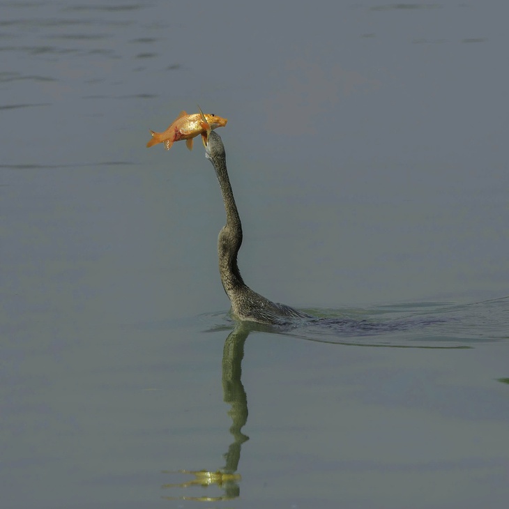 chim cổ rắn - Ảnh 9.