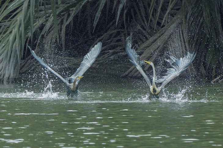 chim cổ rắn - Ảnh 8.