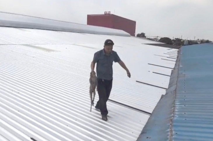 Bắt được 3 con khỉ quậy phá khuôn viên công ty ở xã Xuân Thới Sơn, TP.HCM - Ảnh 2.