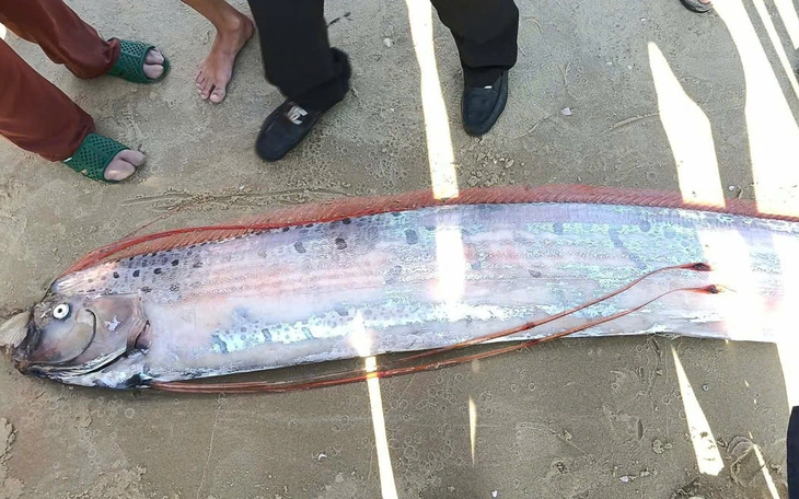 Thêm cá rồng biển quý hiếm trôi dạt vào biển Mũi Né - Ảnh 5.