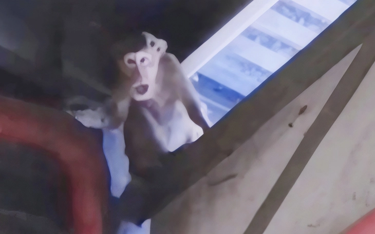 Độc lạ loài khỉ 'ăn đất' tự chữa đau bụng do... ăn đồ ăn nhanh của du khách - Ảnh 2.