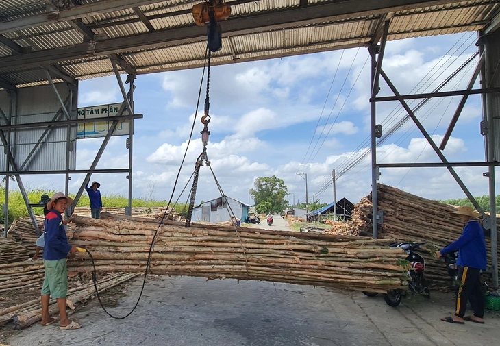 cây tràm - Ảnh 6.