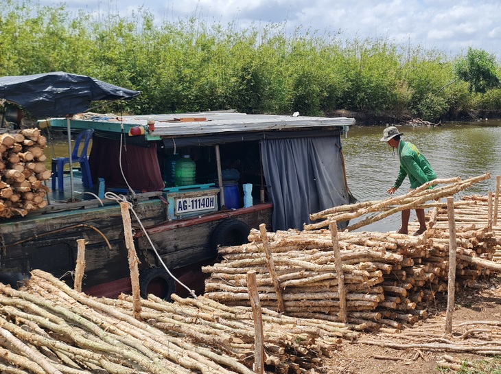 cây tràm - Ảnh 5.