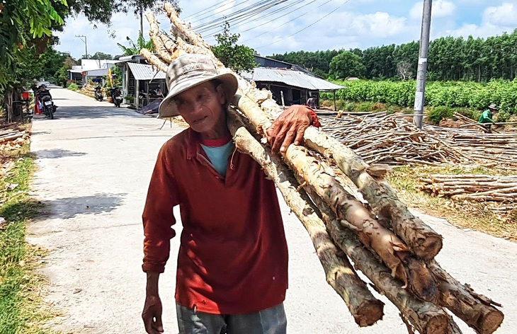 cây tràm - Ảnh 3.