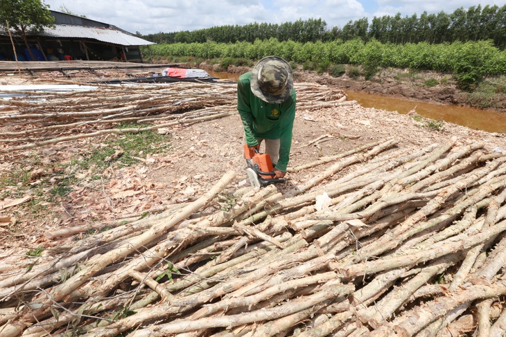 cây tràm - Ảnh 8.