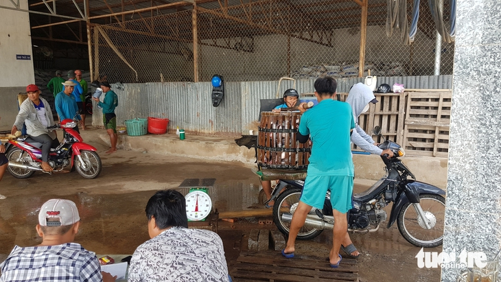 giá cá tra - Ảnh 2.