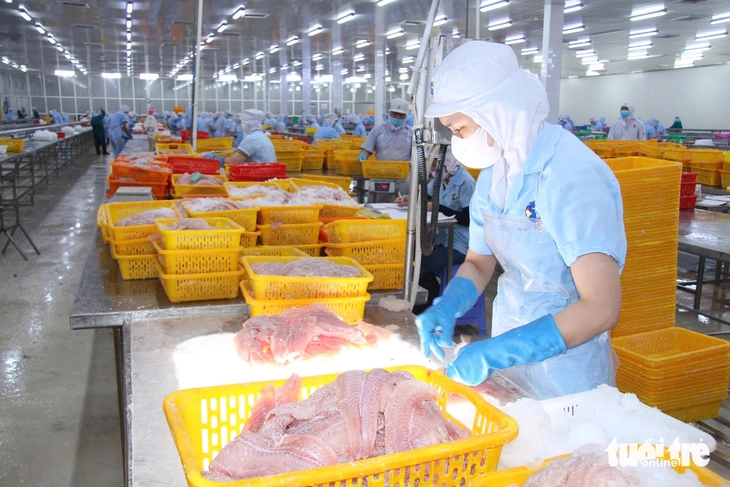 Giá cá tra tăng, người nuôi phấn khởi nhưng lo 'nút thắt' con giống - Ảnh 4.