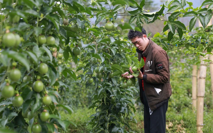 Thanh long, chanh leo, sầu riêng xuất khẩu sang EU đang bị kiểm soát thế nào? - Ảnh 4.