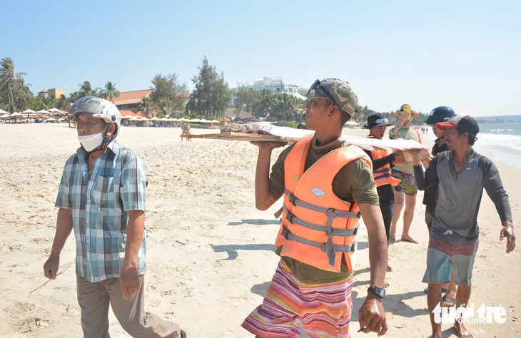 Cá rồng biển quý hiếm trôi dạt vào biển Mũi Né - Ảnh 4.