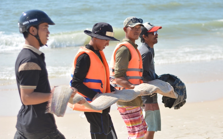 Thêm cá rồng biển trôi dạt vào vùng biển Bình Thuận cũ - Ảnh 2.