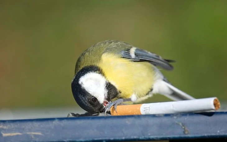 'Internet' của rừng Amazon giúp chim và khỉ giao tiếp - Ảnh 3.