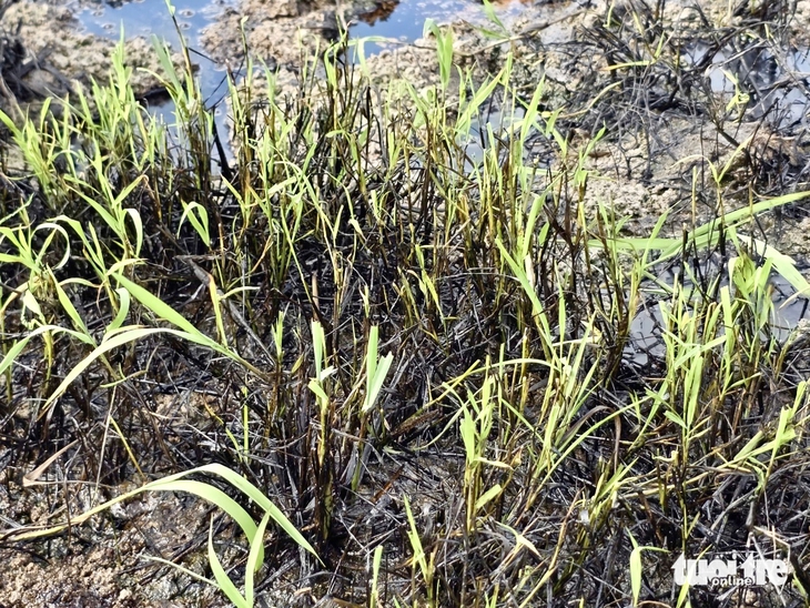 Ruộng dân sát cao tốc Chí Thạnh - Vân Phong 'chết' vì dầu nhớt và thiếu nước - Ảnh 5.