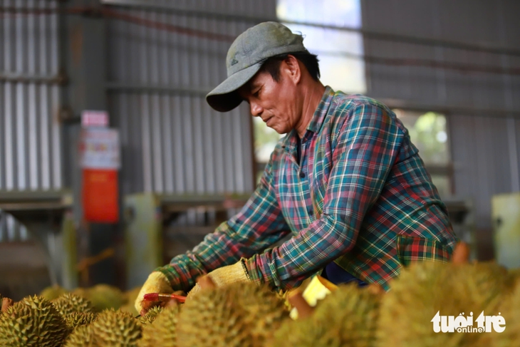 sầu riêng - Ảnh 2.