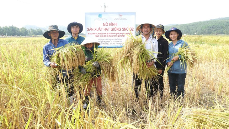 Phục hồi thành công nguồn gene thuần chủng 'nếp tiến vua' ở Quảng Ngãi - Ảnh 4.