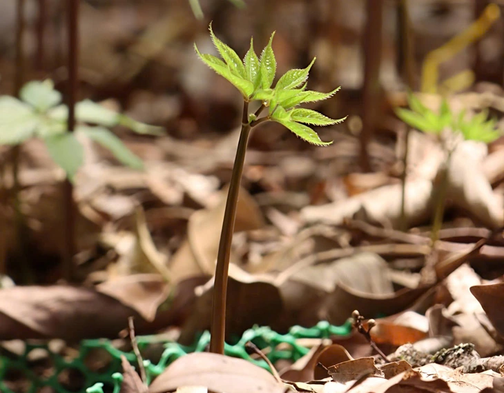 Sâm Ngọc Linh - Ảnh 4.