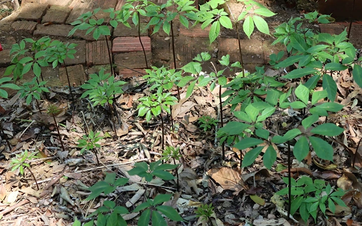 Sâm Ngọc Linh - Ảnh 10.