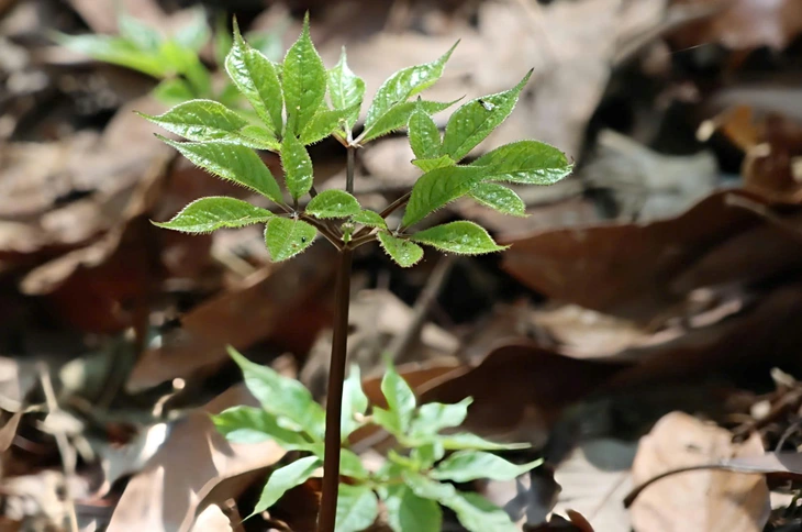 Sâm Ngọc Linh - Ảnh 6.