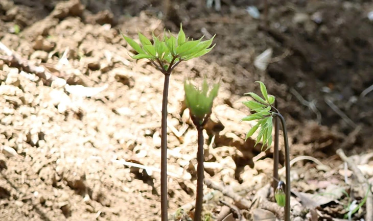 Sâm Ngọc Linh - Ảnh 9.