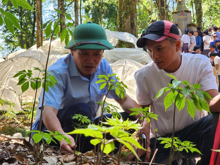 Sâm Ngọc Linh - Ảnh 1.