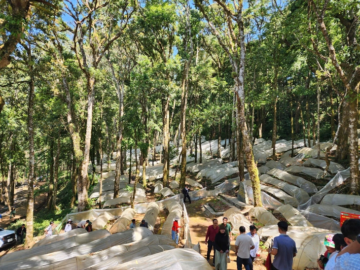 Sâm Ngọc Linh - Ảnh 2.