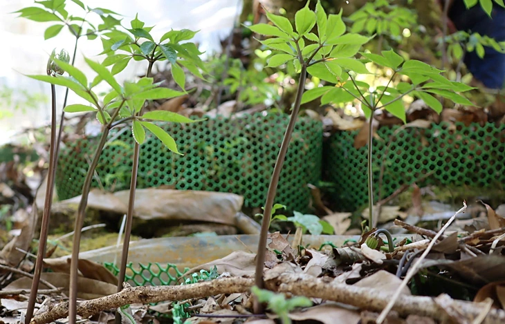 Sâm Ngọc Linh - Ảnh 7.