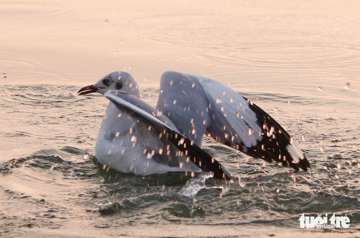 Hải âu - Ảnh 2.