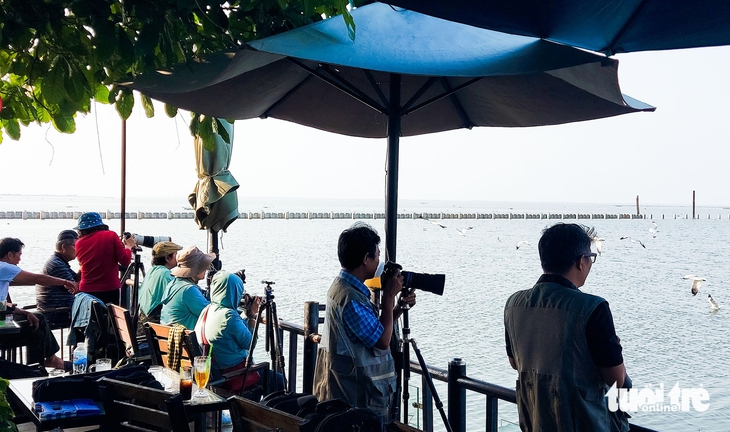 Hải âu - Ảnh 5.