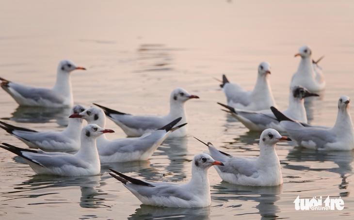 Hải âu - Ảnh 4.