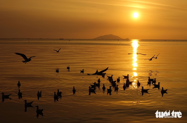 Hải âu - Ảnh 6.