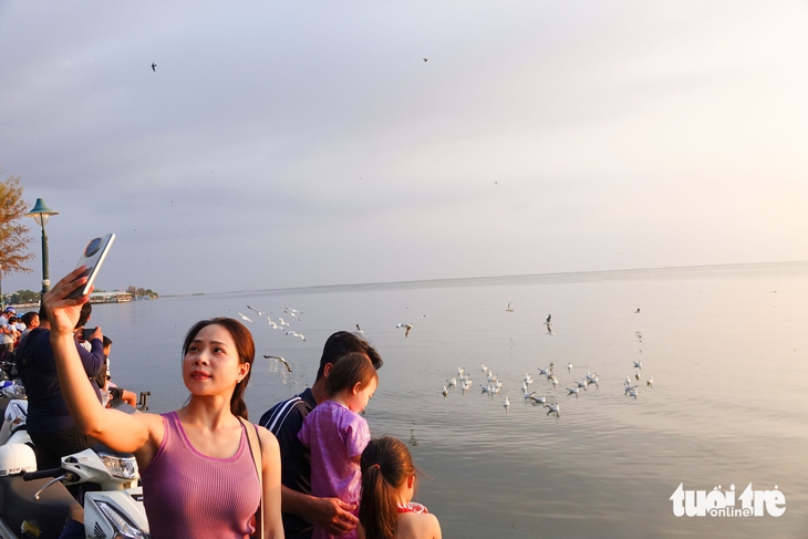 Hải âu - Ảnh 3.